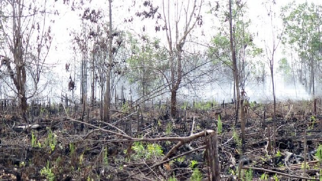 KOMPAS/IRMA TAMBUNAN Kebakaran meluas sekitar 50 hektar di lahan gambut masyarakat yang berbatasan dengan kebun sawit PT Agro Tumbuh Gemilang Abadi, di Desa Koto Kandis, Kecamatan Dendang, Kabupaten Tanjung Jabung Timur, Jambi, Selasa (2/6).