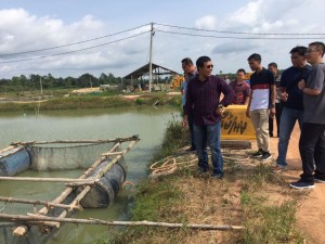 Prospek Menjanjikan, Bupati Ingin Budidaya Toman di Tanjabtim