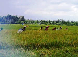 Luas Lahan Cetak Sawah di Tanjabtim Berkurang