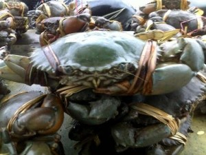 Pemkab Tanjabtim Akan Kembangkan Kepiting Bakau