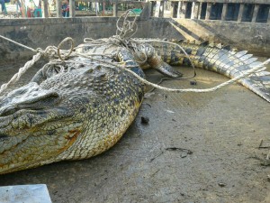 Hebat...Warga Sungai Jeruk Tangkap Buaya