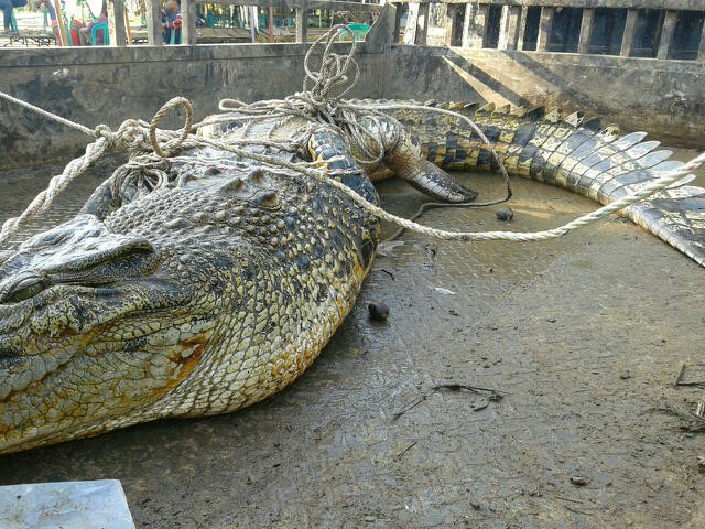 Seekor Buaya di Desa Sungai Jeruk diamankan warga