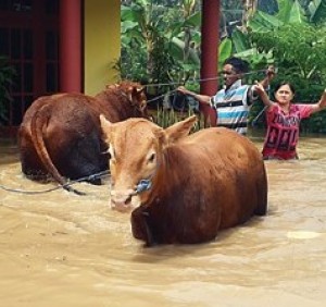 Hewan Ternak Dievakuasi Akibat Banjir di Berbak        