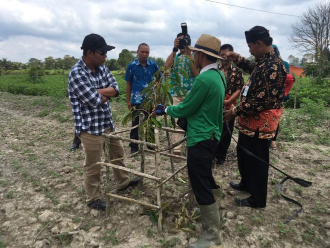 Bupati Tanjabtim Romi Hariyanto saat meninjau kebun buah di kawasan KTM Geragai