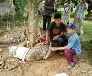 Heboh....Warga Tangkap Buaya 4 Meter   