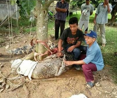 Buaya yang berhasil ditangkap warga