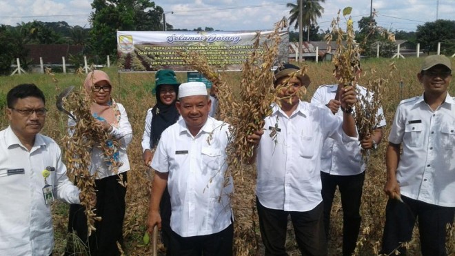 Kepala DTPHP Provinsi Jambi, H. Badrud Tamam (pakai peci haji) saat panen benih kedelai di BBI Sebapo, Muarojambi