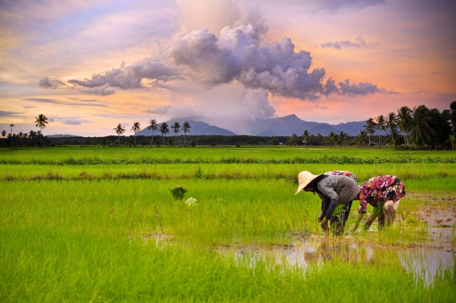 Lahan sawah