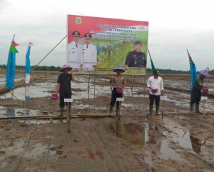 Bupati Romi Tabur Benih Padi Sawah di Desa Lagan Ulu