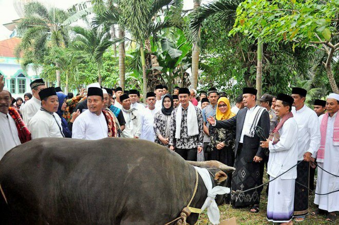 Gubernur Jambi Zumi Zola saat menyerahkan hewan Qurban kepada warga di Tebo