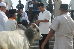 Pemkab Tanjabtim Bagikan 20 Ekor Hewan Qurban              