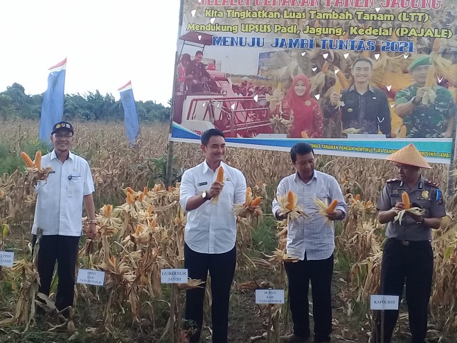 Gubernur Zola didampingi Bupati Romi saat Panen Jagung di Desa Karya Bakti