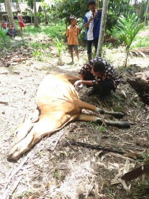 Sapi Warga Kuala Jambi Diduga Terserang Virus Jembrana