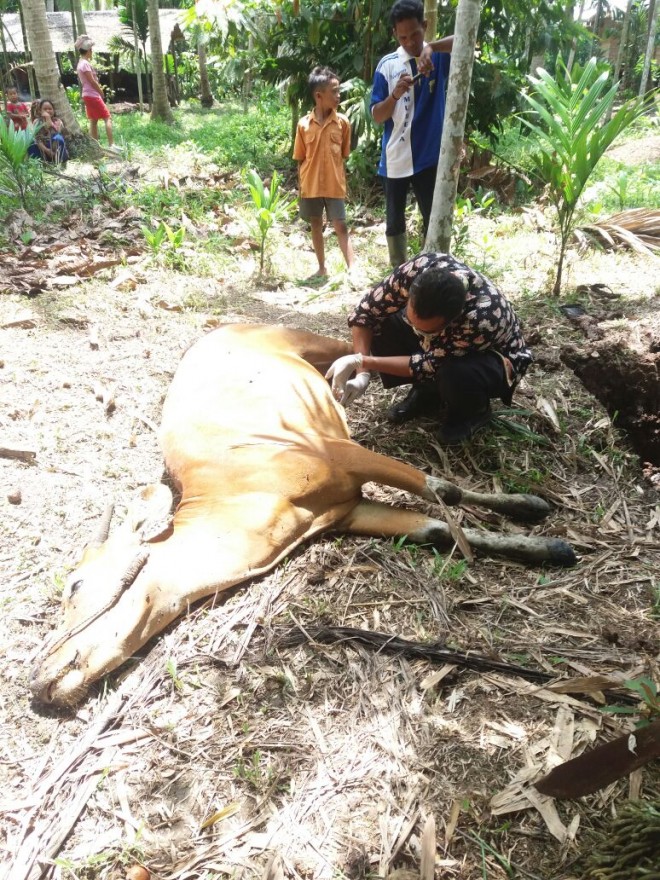 Salah satu sapi yang diduga terkena virus jembrana