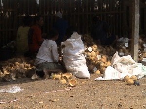 Tempurung Kelapa Dalam Diserbu Pengusaha