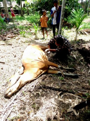 Ini Penyebab Kematian Sapi Milik Warga Tanjabtim         