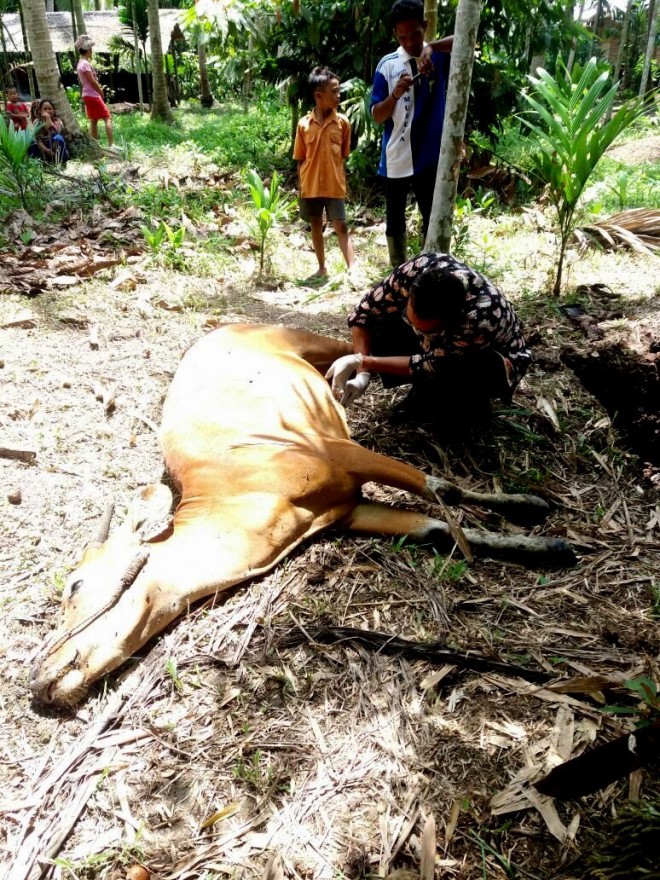 Sapi mati akibat terserang virus Jembrana