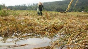 Puluhan Hektar Sawah Terancam Fuso