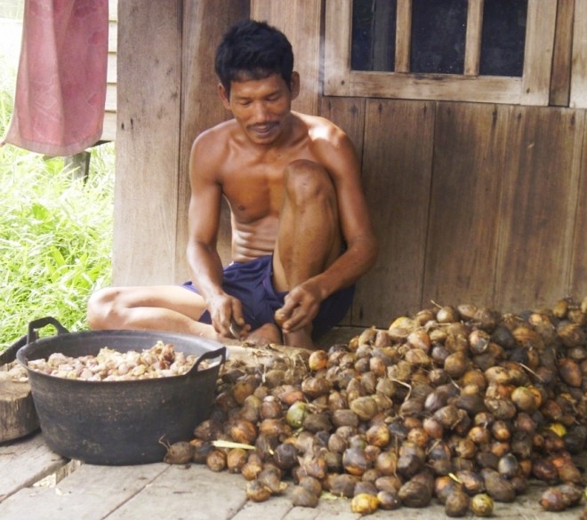 Tampak petani pinang di Kabupaten Tanjabtim sedang mengupas hasil panennya. Kini harga pinang kembali turun