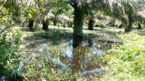 Ratusan Hektar Perkebunan Warga Tanjabtim Terendam Banjir   