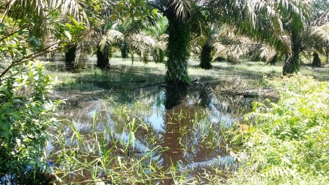 Ratusan hektar perkebunan warga terendam banjir