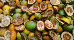 Harga Pinang Belum Stabil, Petani Pasrah