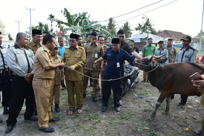 Penyerahan sapi qurban untuk warga kurang mampu