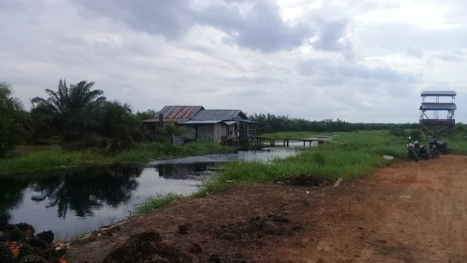 Perkebunan Sawit Milik Warga Jakarta Yang Diduga diatas Lahan HP.