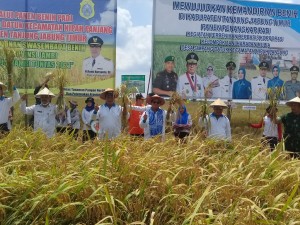 Gubernur Fachrori Panen Raya Padi di Simpang Datuk