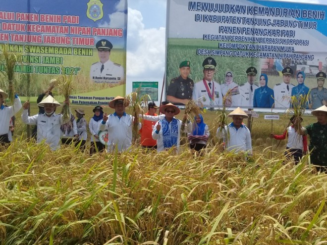 Gubernur Jambi, Fachrori Umar didampingi oleh Bupati Romi dan Wabup Robby saat panen raya padi di Desa Simpang Datuk