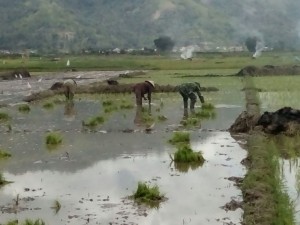 Binter Serda Dodi Bantu Petani Tanam Padi