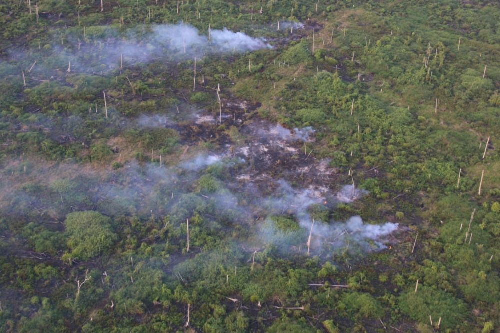 Lahan dan Hutan Tanjabtim Yang Terbakar