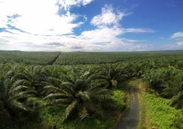 Perusahaan Perkebunan Kelapa Sawit