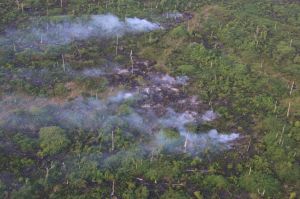 Ratusan Hektar Lahan di Tanjabtim Terbakar