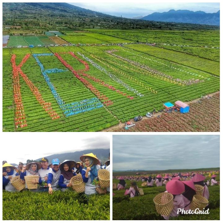 Kerinci pecahkan Rekor Muri Indonesia Petik Teh yang diikuti 3805 Orang dikaki Gunung Kerinci