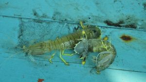 Harga Udang Ketak di Tanjabtim Terdampak Virus Corona   