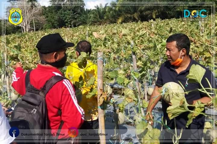 Bupati Romi Panen Buah Melon 