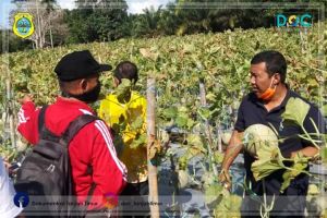 Bupati Tanjabtim Panen Buah Melon