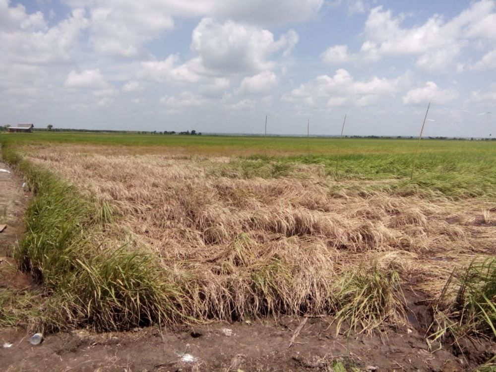 DISERANG HAMA - Padi petani di Desa Simpang Datuk diserang hama Wereng 