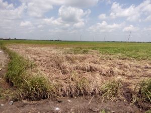 Padi Petani Simpang Datuk Diserang Hama Wereng   