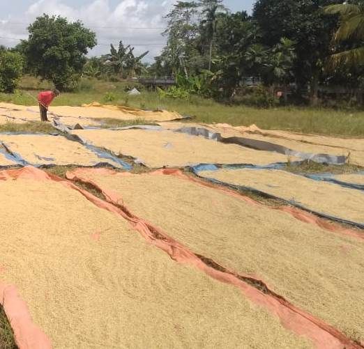 Petani Tanjabtim saat menjemur padi