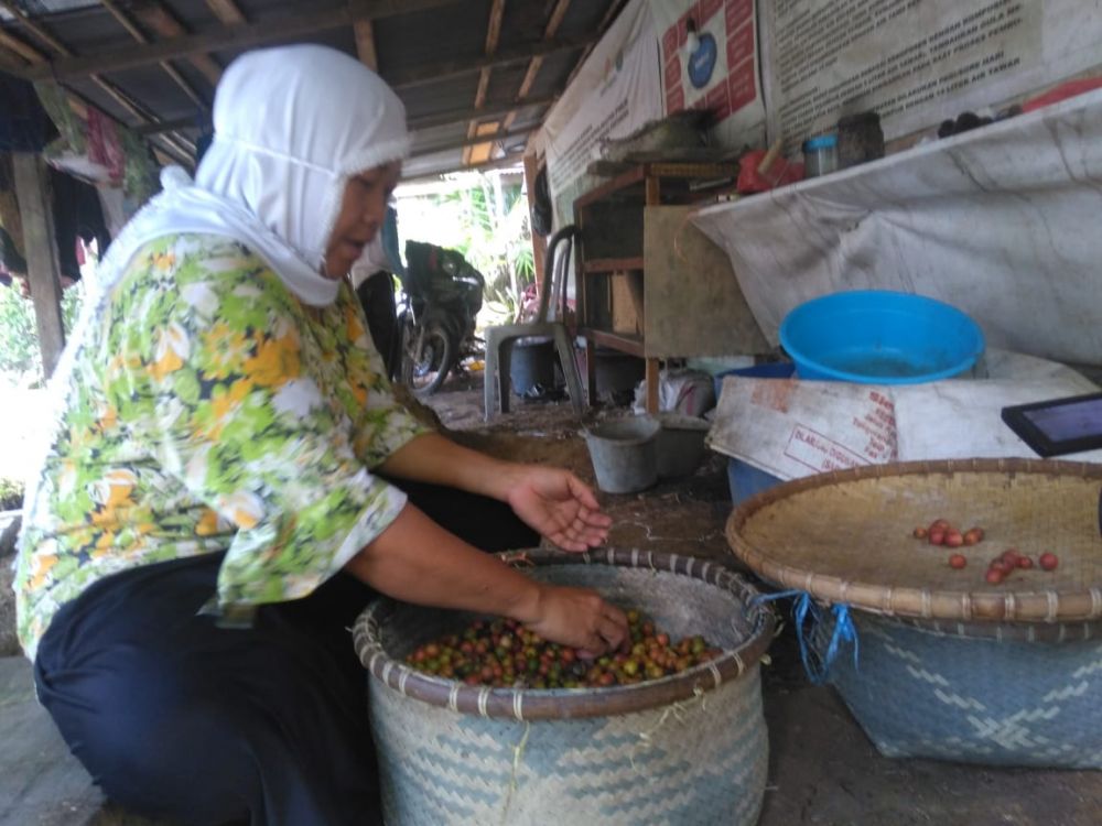 Petani kopi sedang memilih biji kopi 