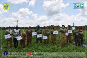 Sekda Tanjabtim Panen Semangka 