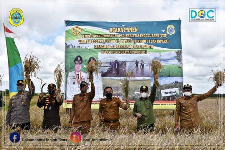 Sekda Tanjab Timur Saat Panen Raya Padi 