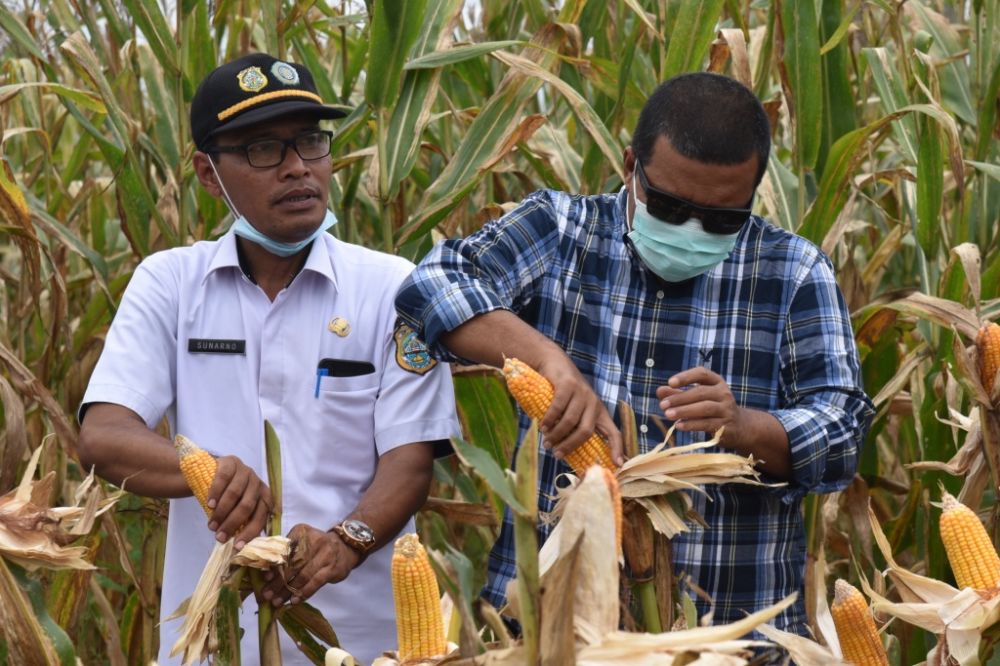 Bupati Tanjabtim, Romi Hariyanto saat Panen Raya Jagung pada beberapa waktu lalu