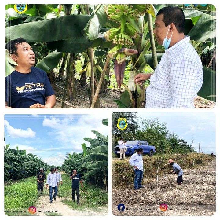 Bupati Romi Saat Meninjau perkebunan Pisang Cavendish 