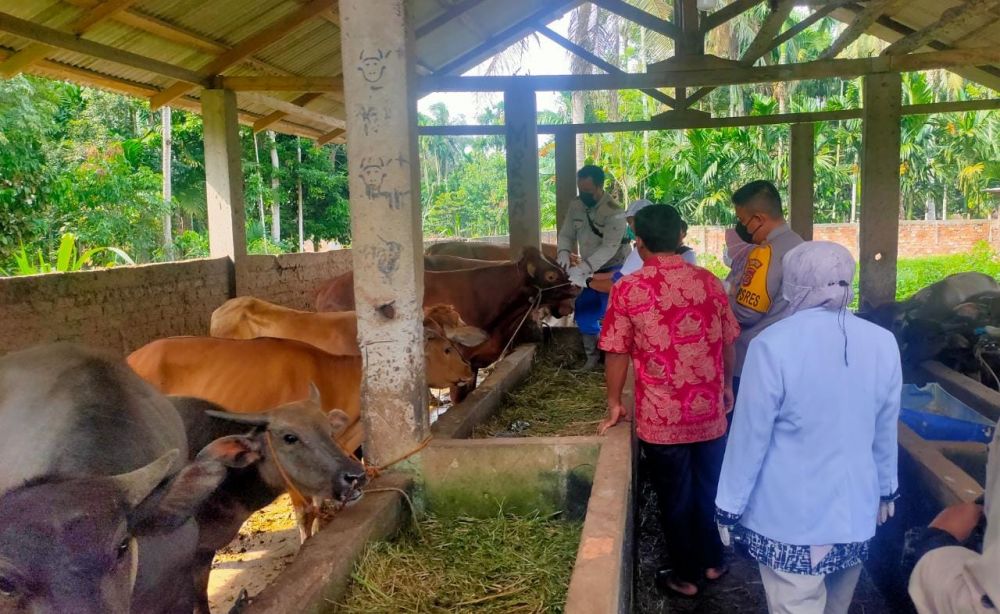 Tim Dokter Hewan, Dinas Perkebunan dan Peternakan bersama Kapolres Tanjabtim ketika meninjau kesehatan ternak sapi milik peternak beberapa waktu lalu