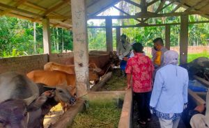 Puluhan Sapi di Tanjabtim Terindikasi Penyakit