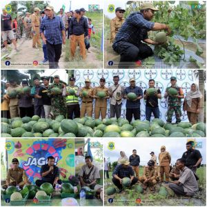 Bupati Tanjabtim Panen Melon dan Semangka