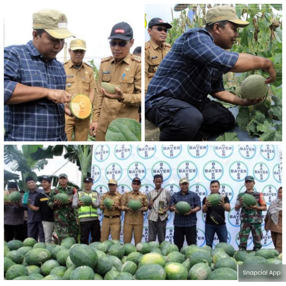 Saat Bupati Kabupaten Tanjabtim H. Romi Harianto, S.E Panen Melon dan Semangka yang didampingi Kadis Tanaman Pangan dan Hortikultura Sunarno, Sp, M.Si